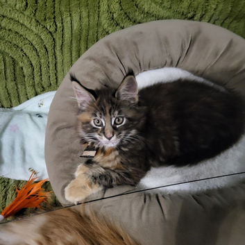 Maine Coon kittens CF81