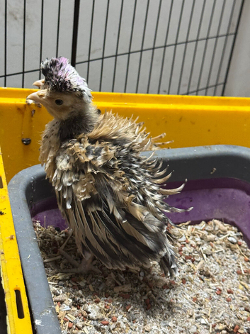 ~FRIZZLE~ Polish chicks (also have smooth)