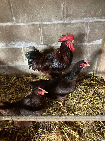 Trio large foul Rhode Island Red