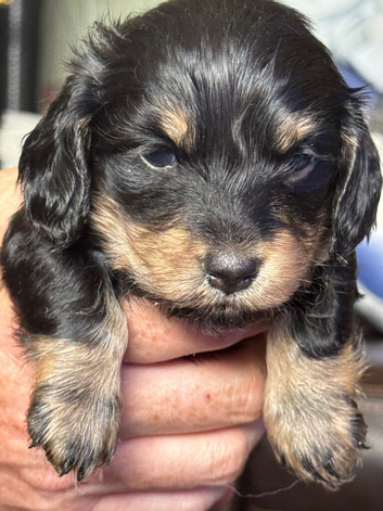 **Mini Long haired KC Dachshund**