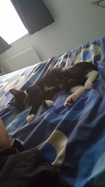 9 month old female kitten