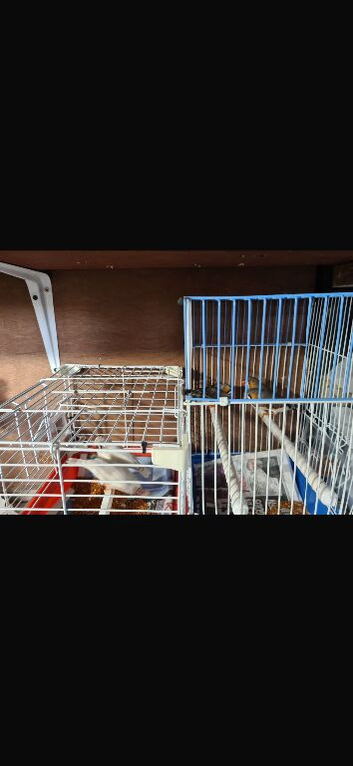 Cages and zebra finches
