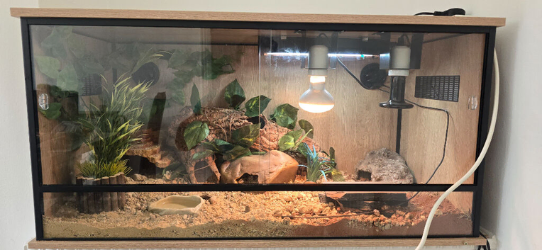 Leopard Gecko with enclosure for sale
