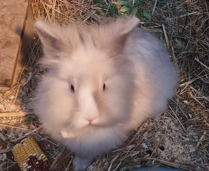 Beautful female lionhead rabbit