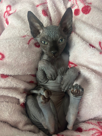 Pure grey Canadian