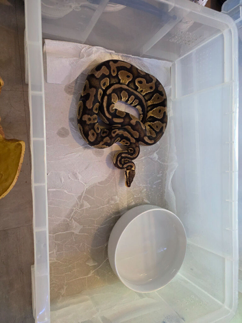 Female pastel yellow belly het clown