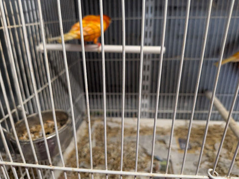 For Sale a pair of Red Canaries