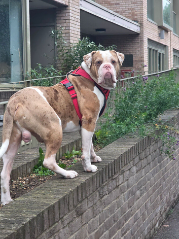 Pedigree for stud