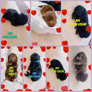 Adorable KC Registered Chow Chow Puppies For Sale