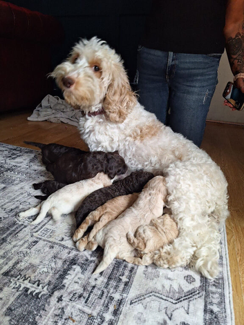 F1b cockapoo pups