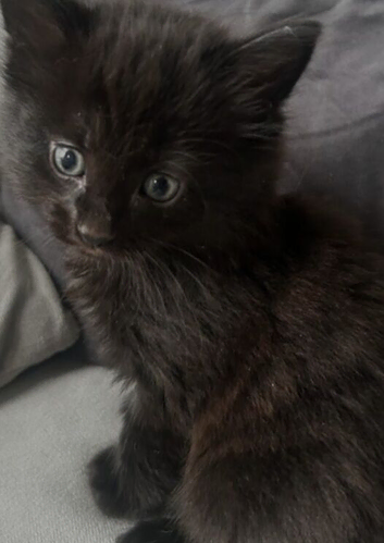 Black ragdoll kitten