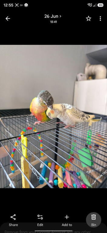 Conure and cockatiel with cage