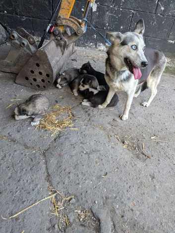 Pomsky puppy&rsquo;s