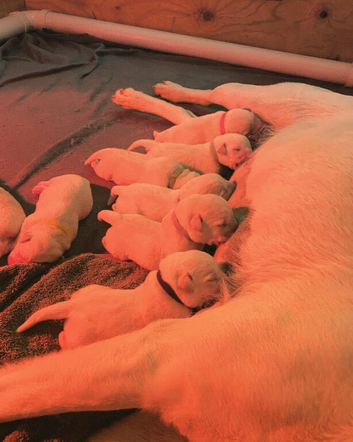 Labrador retriever for sale - private Breeder