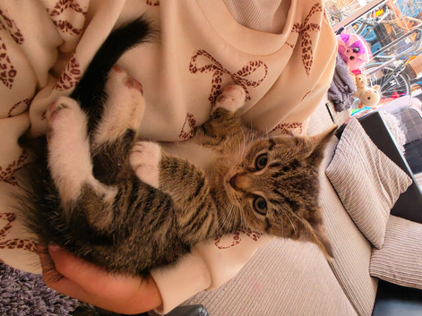 Kitten
