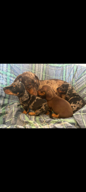 Miniature dachshund puppies