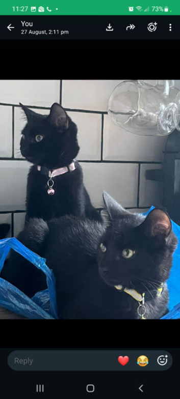 Mercedes & Bella 5 month old kittens  ️