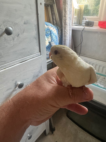 Hand reared