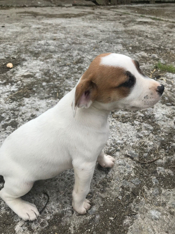 Jack russel