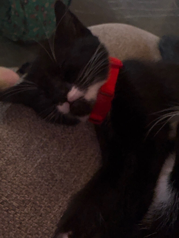 Two females kittns