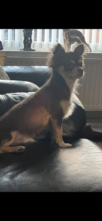 Chocolate and tan Chihuahua for stud
