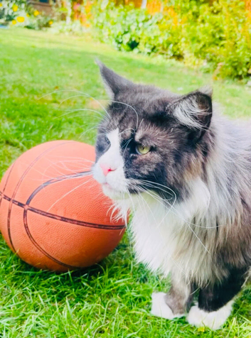 Mainecoon