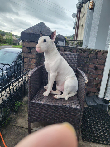 Bull terrier ready for stud.