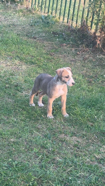 Lurcher Bitch