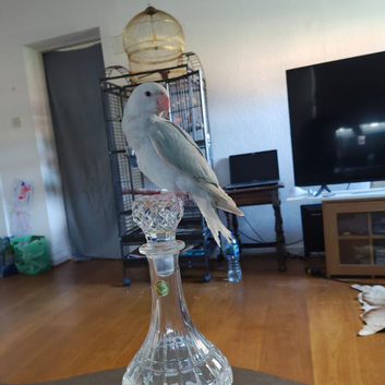 Mutation blue Indian ring neck parrot young