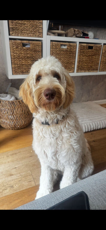 9 month old standard goldendoodle male