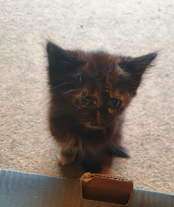 Kittens