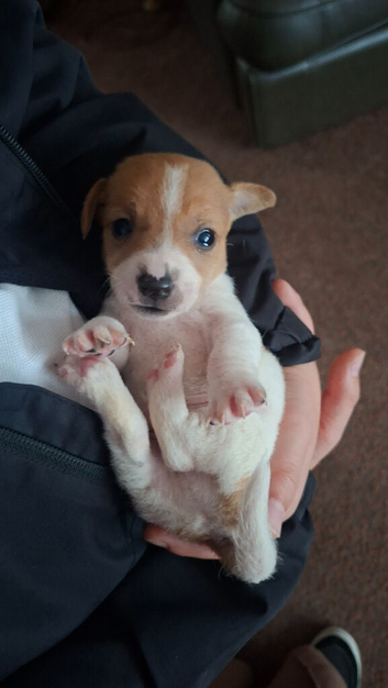 6 Jack Russell pups
