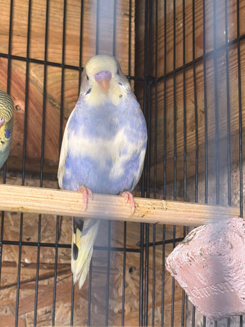 4 young budgies