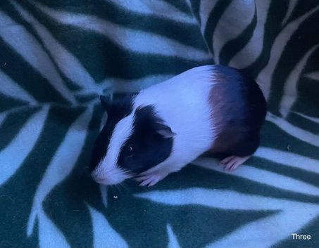 2 male Guinea pigs