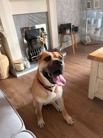 Sharpei cross staffy