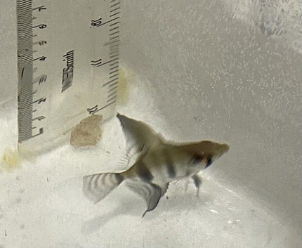 Angel fish free to good home