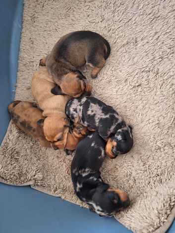 GORGEOUS MINI DAXI PUPS READY SEP 21ST