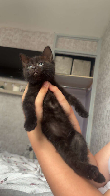 Black kitten