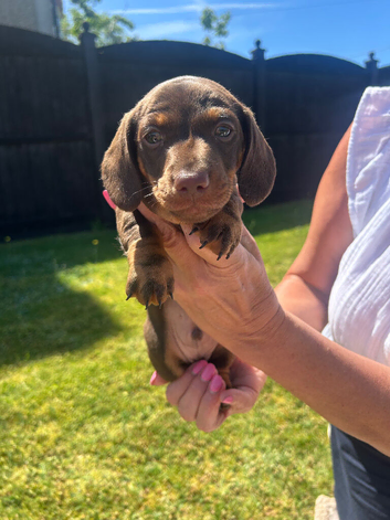 True miniature dachshunds