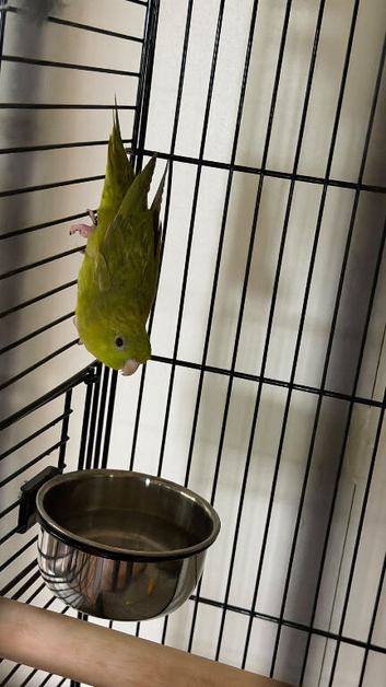 Baby parakeets