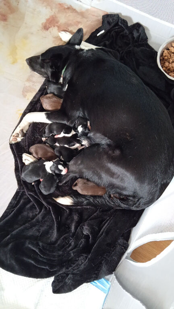 2 stunning sprollie pups ready for their forever homes
