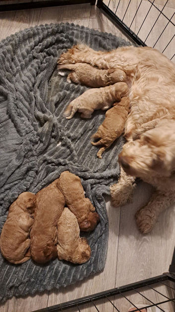 Beautiful toy cockapoos