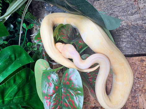 Albino Pinstripe Royal Python at Birmingham Reptiles