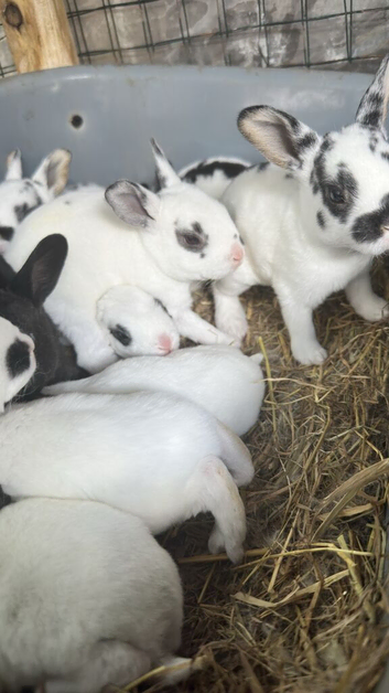 Mini rex bunnies