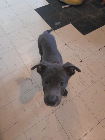 Puppy's  foe ready home