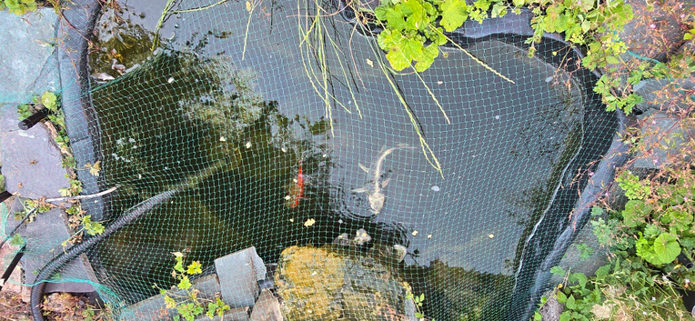 Ghost Koi and Goldfish