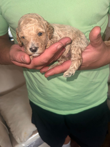 F1BB COCKAPOO puppy for sale!