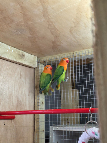 Fischer lovebirds