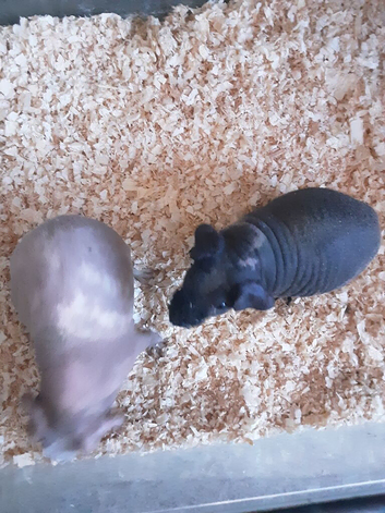 2 ex breeding females skinny pigs