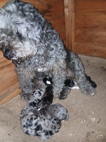 Beautiful boldoodle puppies looking for there forever home